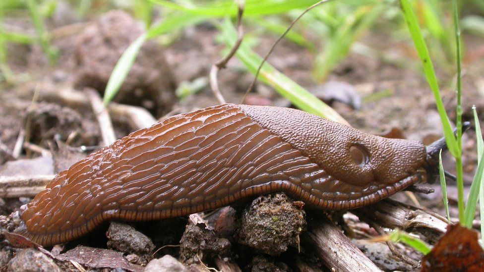 Norway party proposes 'slug hour' to tackle invasive pests - BBC News