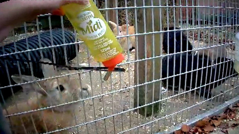 Rabbit with empty water bottle