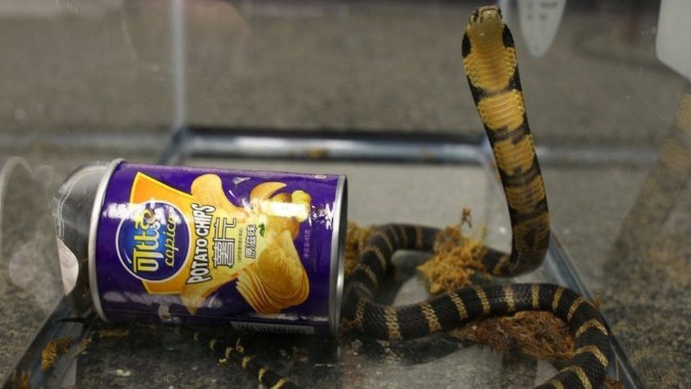 A king cobra snake seen coming out of container of chips in this undated handout.