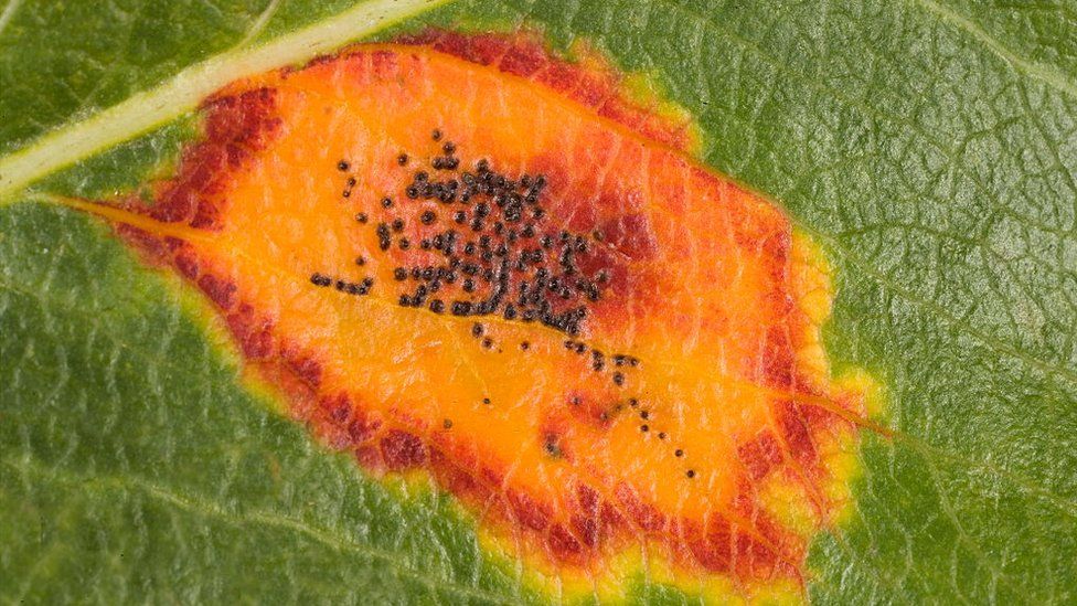 Rust on a pear tree leaf