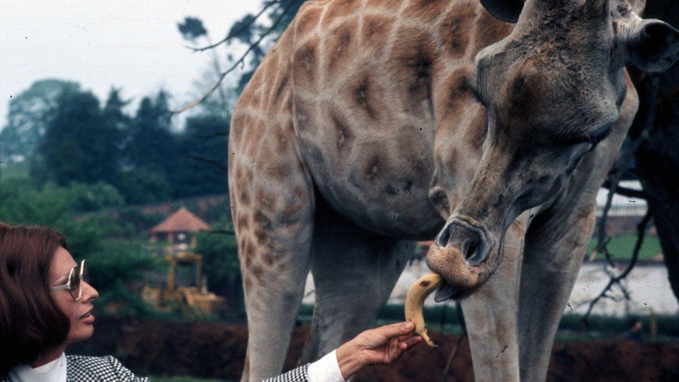 LONDON, ENGLAND - JUNE 01: Sophia Loren feeds a banana to a giraffe during a visit to the zoo circa 1975 in England.