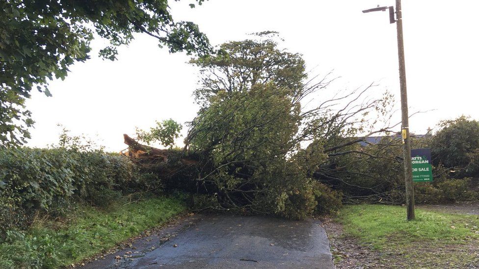 A fallen tree in Colwinston