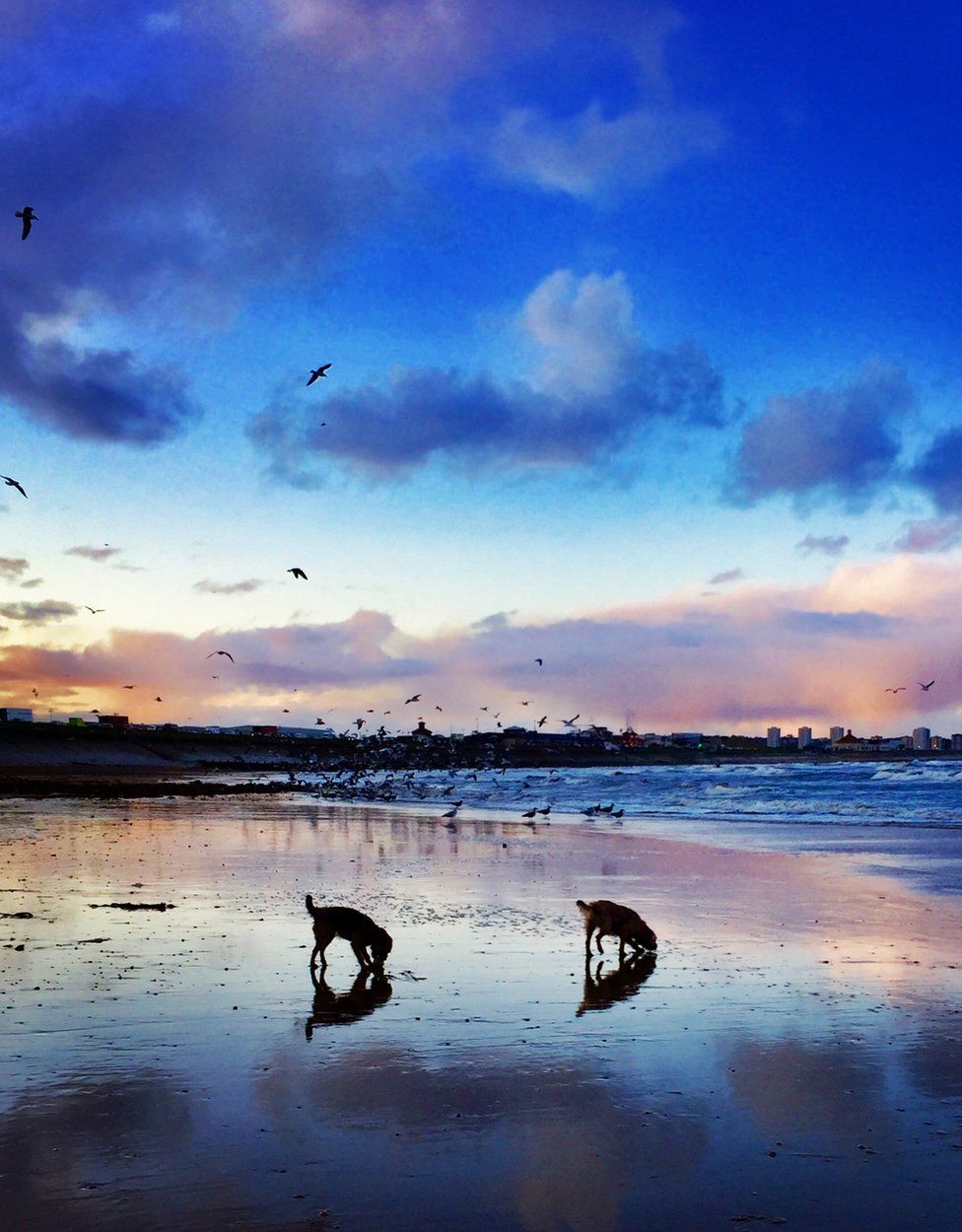 A shot of Footdee beach with 2 dogs and birds in the water