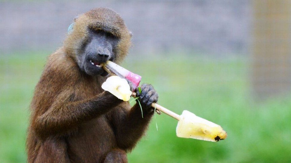 Monkey eating an ice lolly