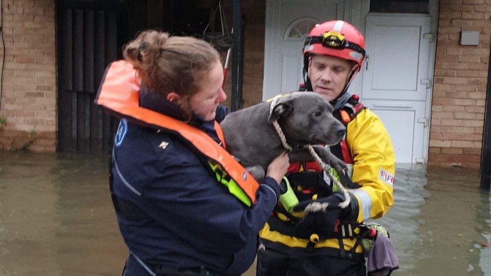 RSPCA officers rescue a dog