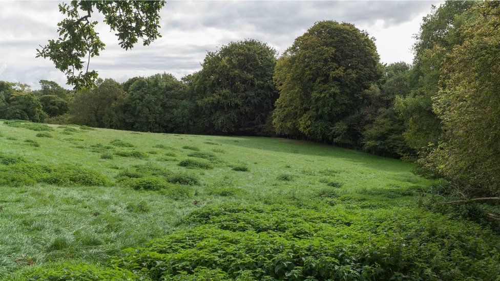 Leadbrook Wood, also known as Oakenholt Wood, in Flintshire