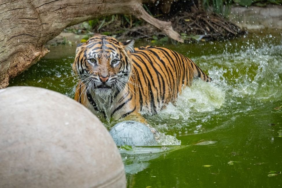 Wildlife: Sumatran tigers cool off with first swimming lesson - BBC ...