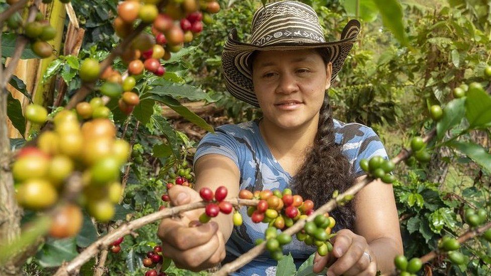 A woman picks coffee in one of the ARN reincorporation projects
