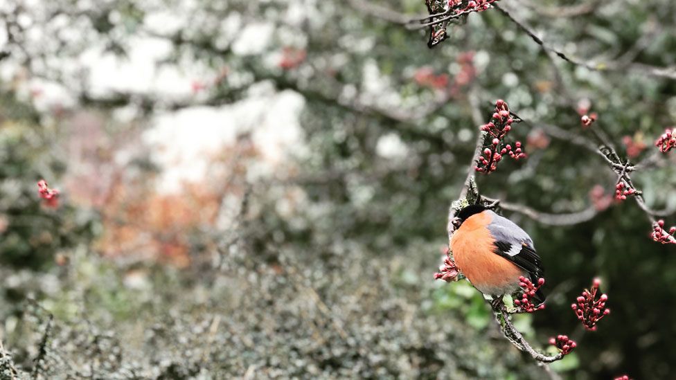 A bird in a Colwyn Bay garden