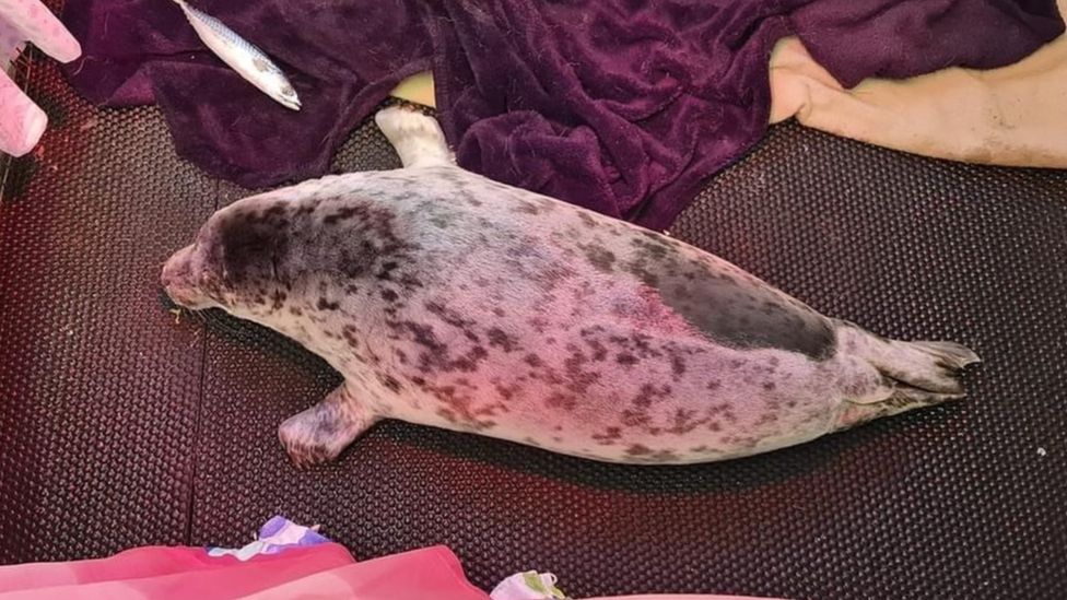 Guernsey Rescued Seal Pups Are Released Into The Wild BBC News