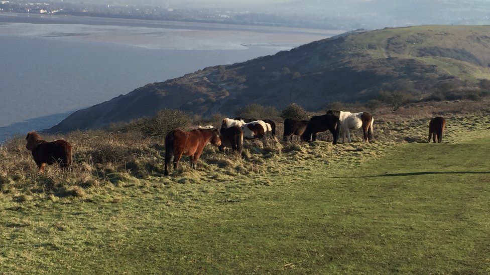 Dartmoor ponies, Brean Down