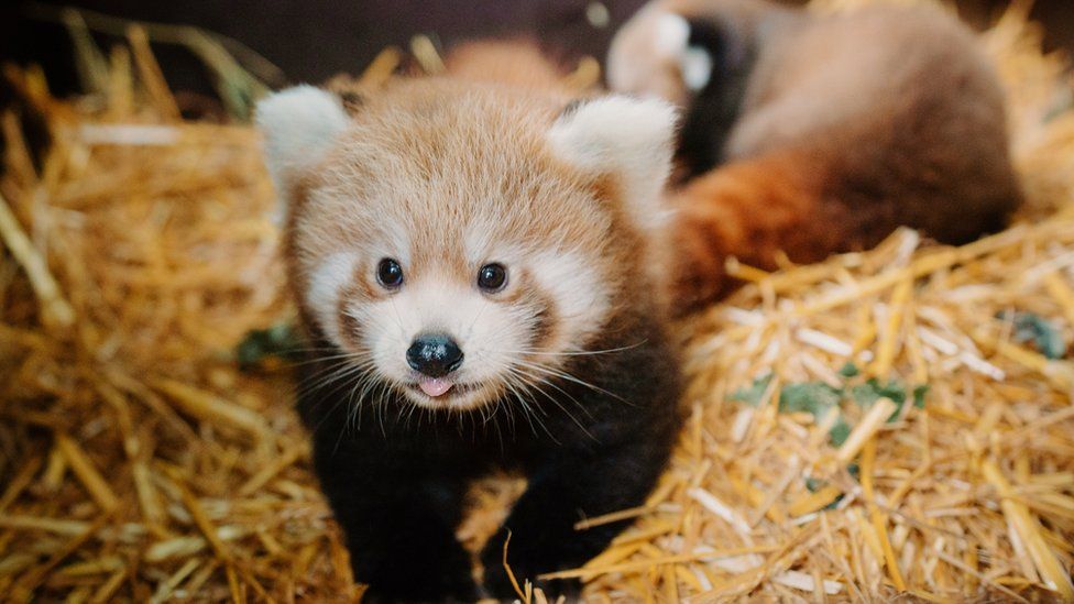 Red Pandas