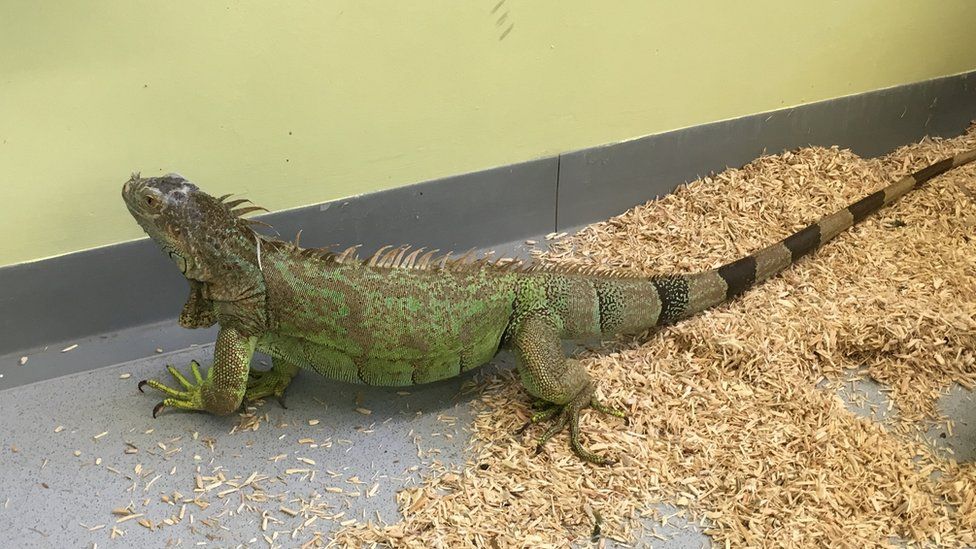 The iguana, bearded dragon and tortoise have been temporarily evicted.