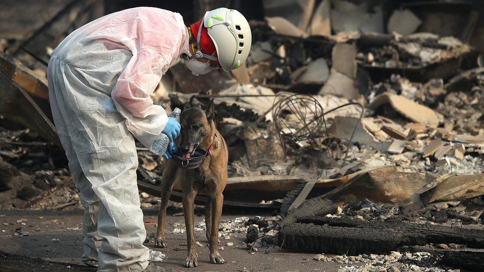 A rescue worker gives her cadaver dog water as they search the Paradise Gardens apartments for victims of the Camp Fire on November 16, 2018 in Paradise, California.
