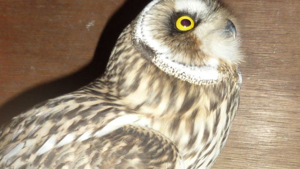 A short-eared owl