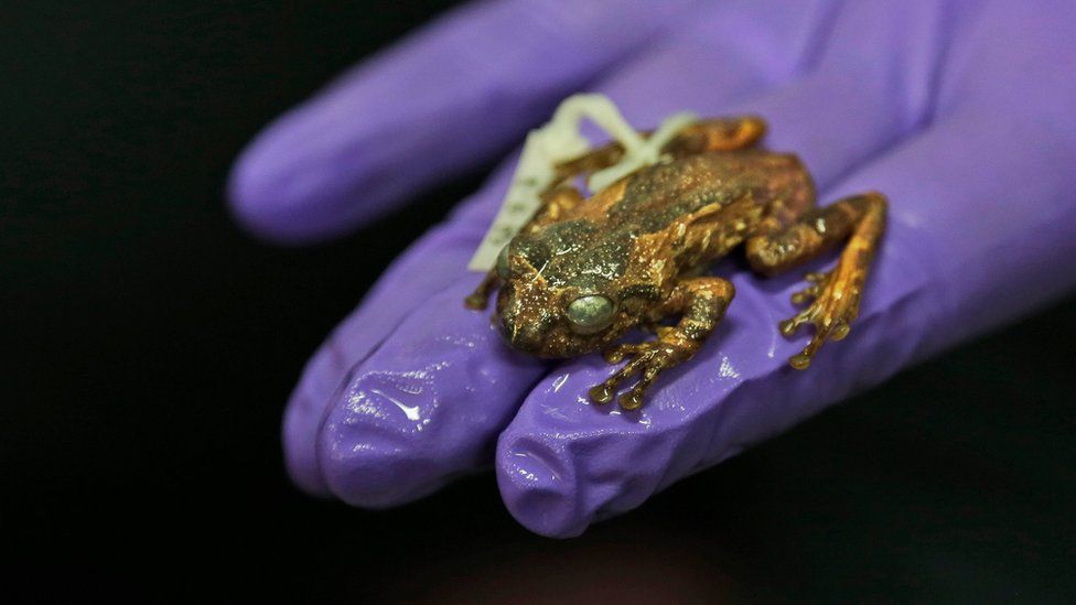 The body of a preserved female frog named Frankixalus jerdonii on a glove-covered hand