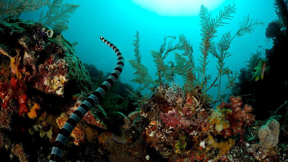 Belcher's sea snake swims over a coral reef in West Papua, Indonesia