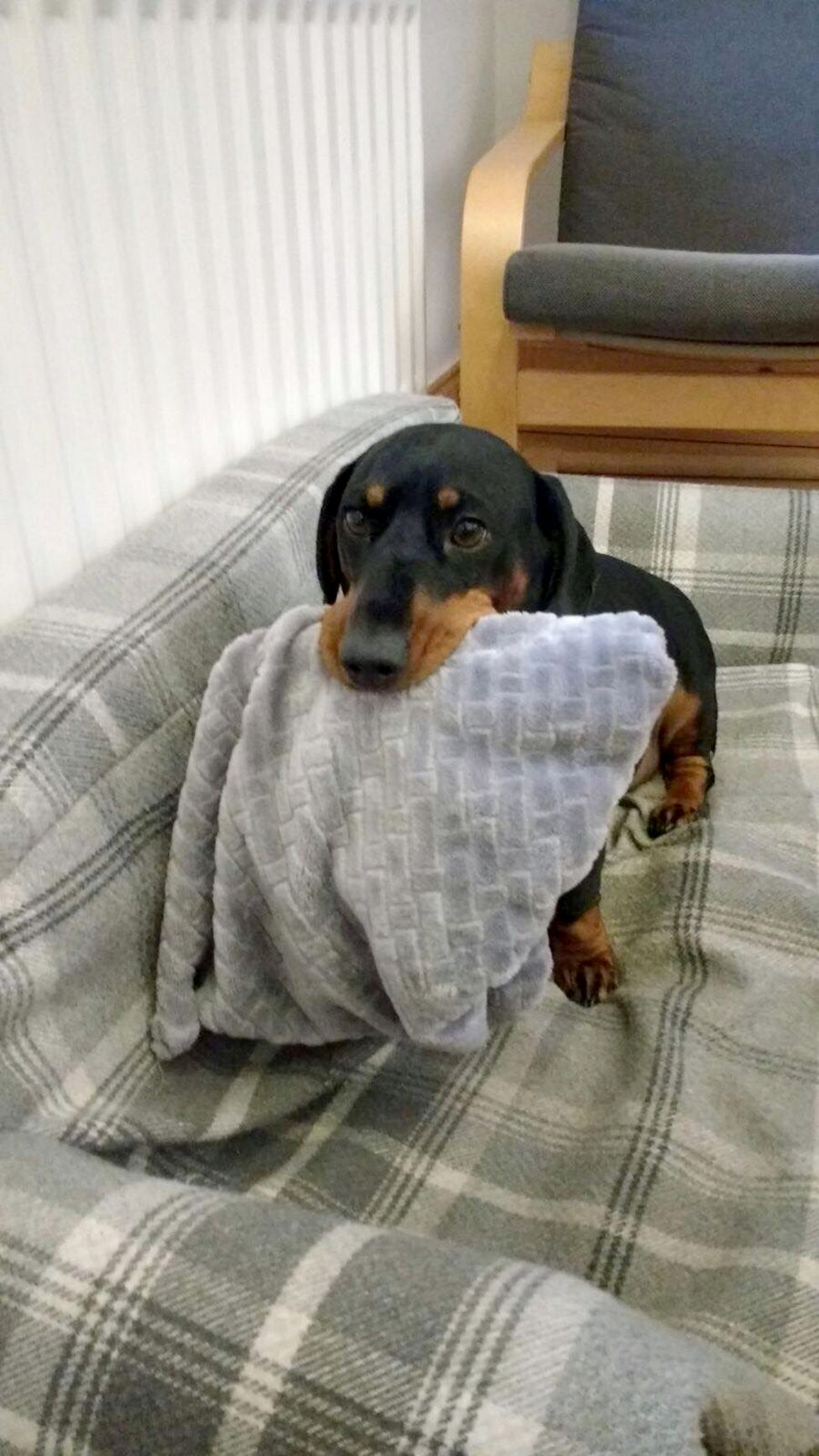 Pesky pooch This dog pinches things from all over the house! BBC