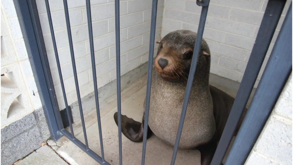 Sammy the seal trapped in women's toilets at Devonport in Tasmania