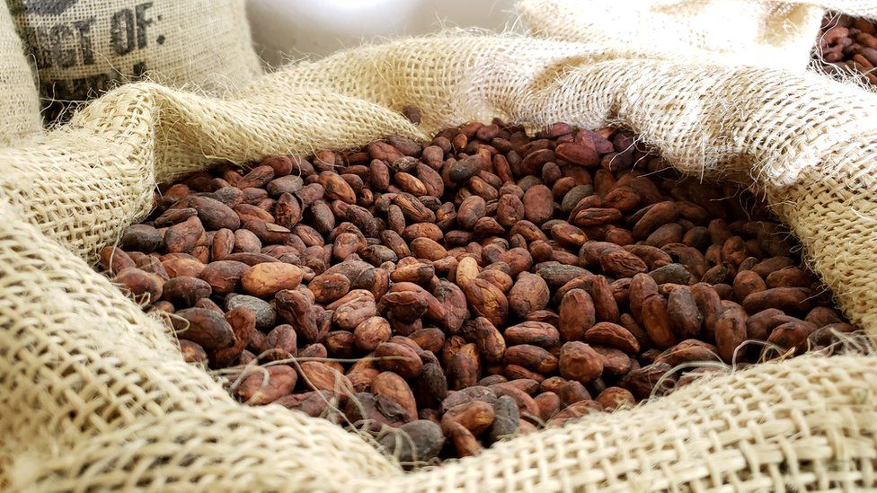 Cocoa beans