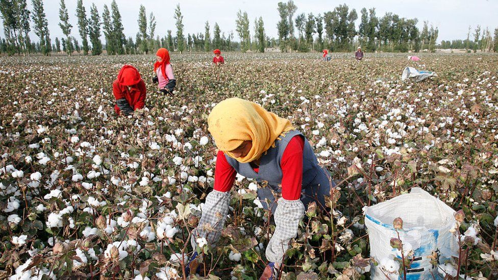 Uyghurs picking cotton in the north-western Chinese region of Xinjiang (file pic)