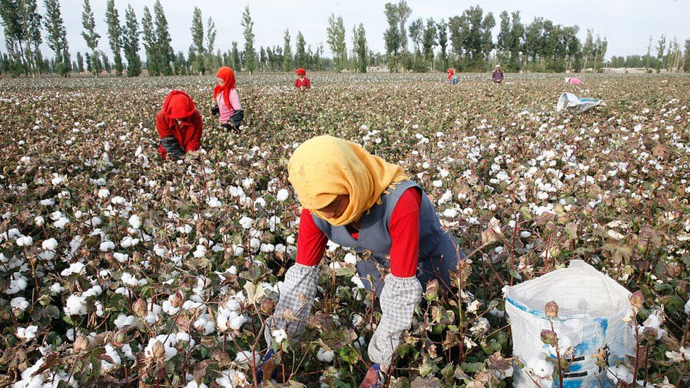 Xinjiang Cotton Western Clothes Brands Vanish As Backlash Grows Bbc News