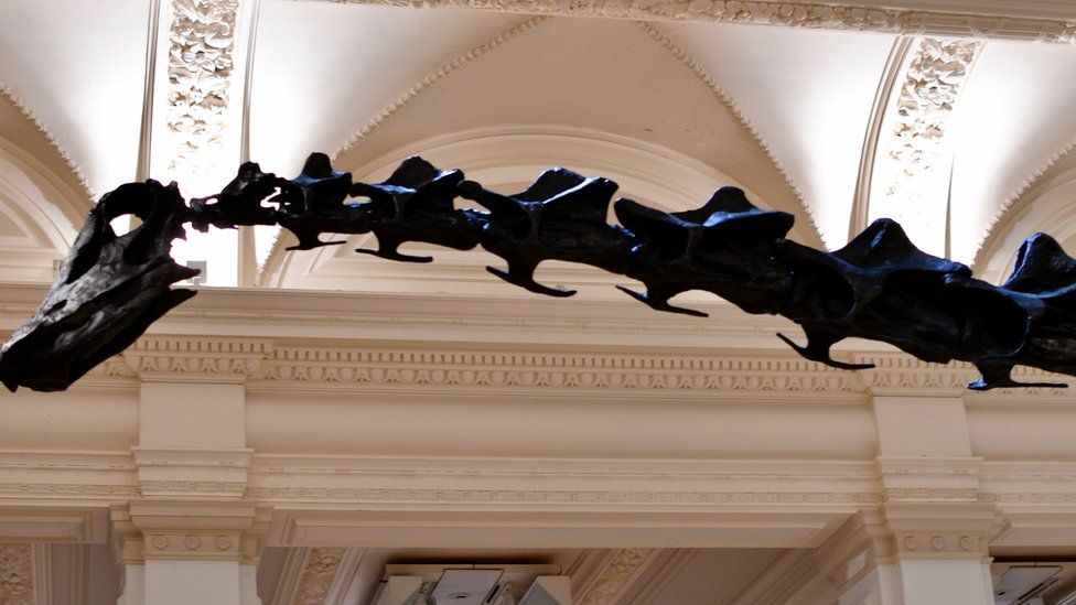 Dippy skeleton nearly touches ceiling on display in Birmingham