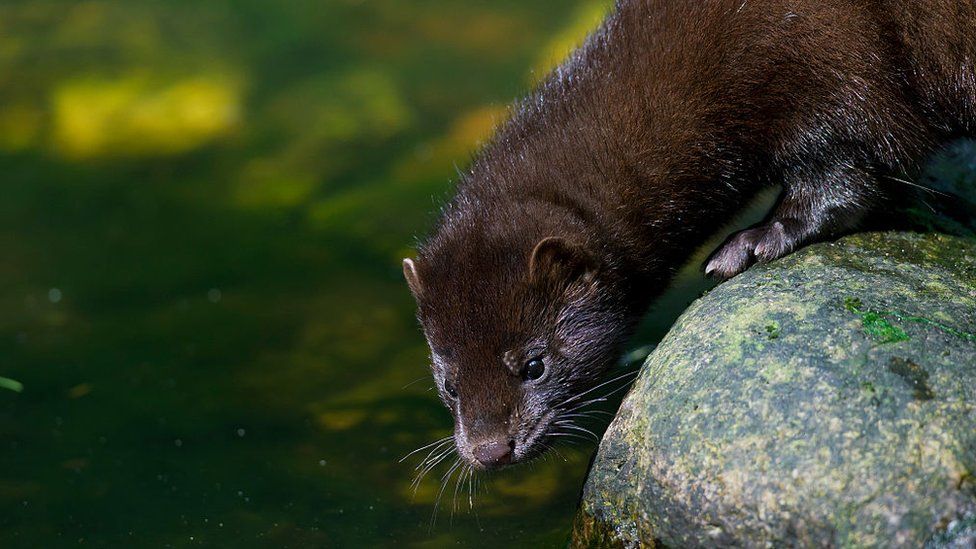 Sniffer dog recruited to track down mink in East Anglia - BBC News Sniffer dog recruited to track down mink in East Anglia - BBC News