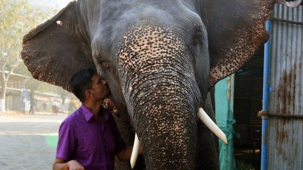 Elephant with caretaker