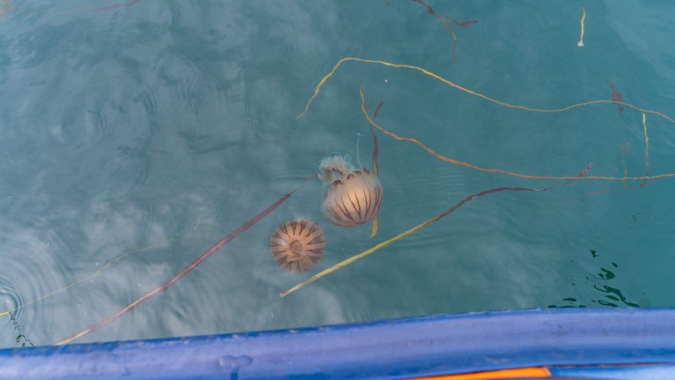 Jellyfish in waters off the Scilly Isles
