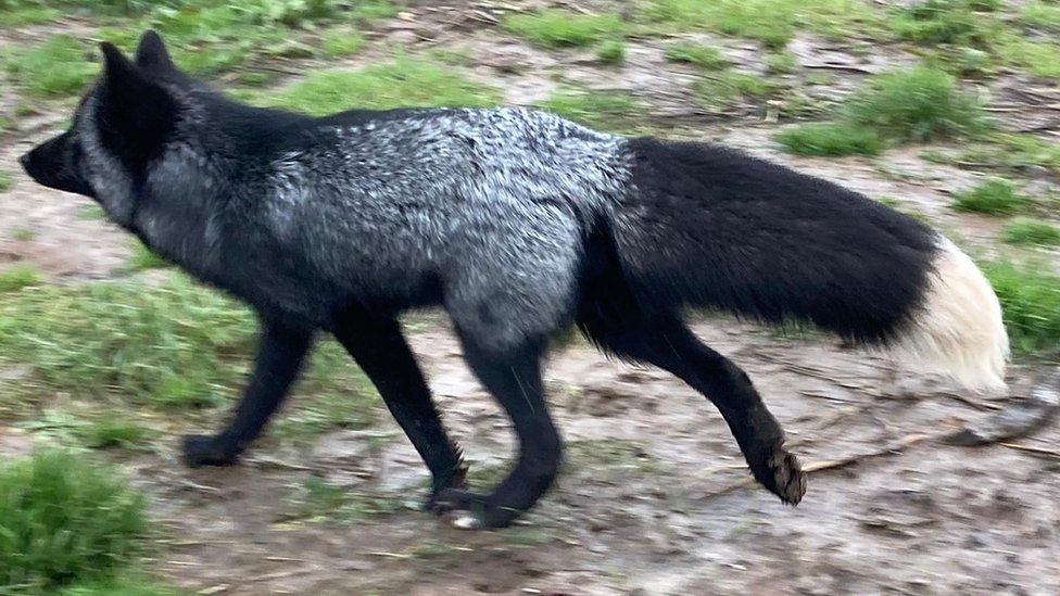 Rare Black Fox Spotted In Somerset Is Back Home After Escape Bid Bbc News 