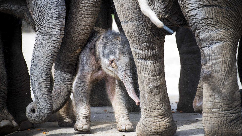 small elephant with baby fluff in between bigger elephants' legs and trunks