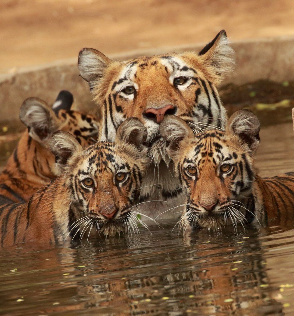 A mother tiger and her cubs