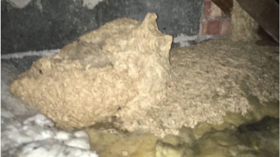 Wasp nest in a house in Aughton, Merseyside