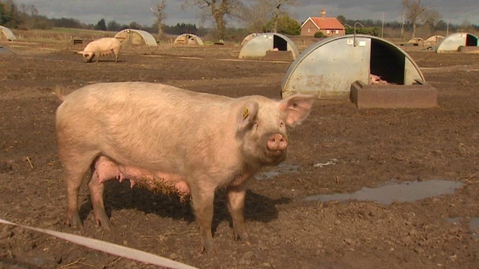 One of the pigs at Earsham Park Farm, Earsham, near Bungay, Norfolk