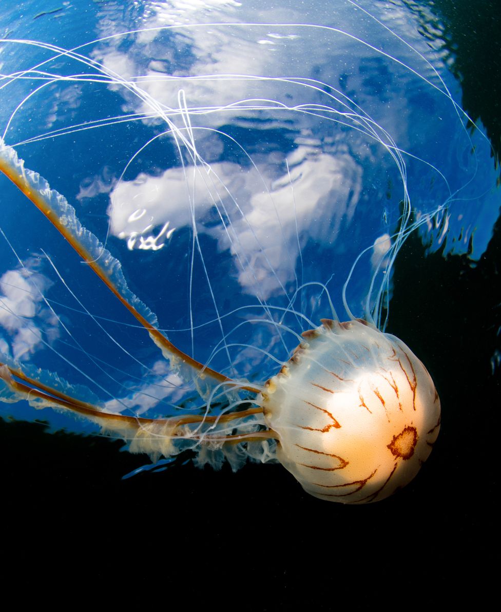 A compass jellyfish was taken while snorkelling off the Scilly Islands.