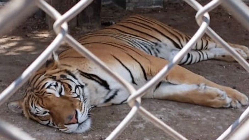 Photo released by Profepa of a tiger seized in Huixquilucan
