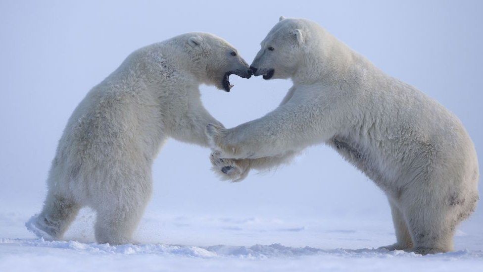 Polar bears seen in the Arctic National Wildlife Refuge