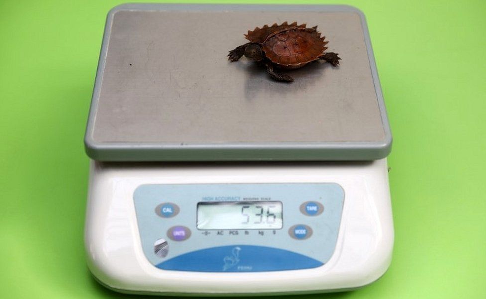 Spiny turtle on scales