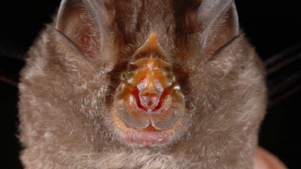 Undated handout photo issued by WWF, of a Rhinolophus monticolus, a mountain horseshoe bat, which is one of the 115 new species that were discovered in the Greater Mekong region in 2016.