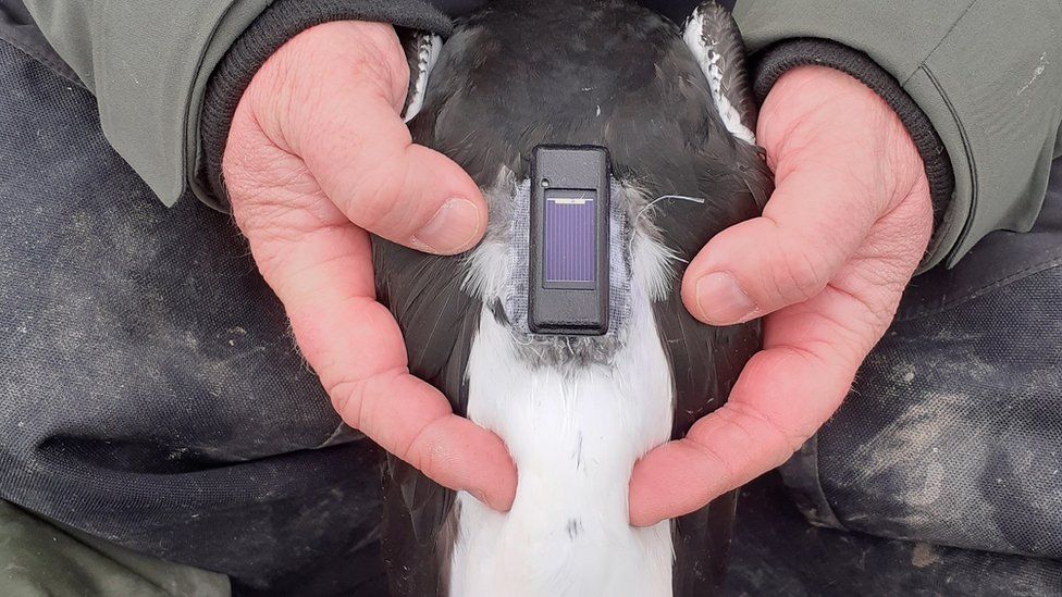 Tag attached to oystercatcher