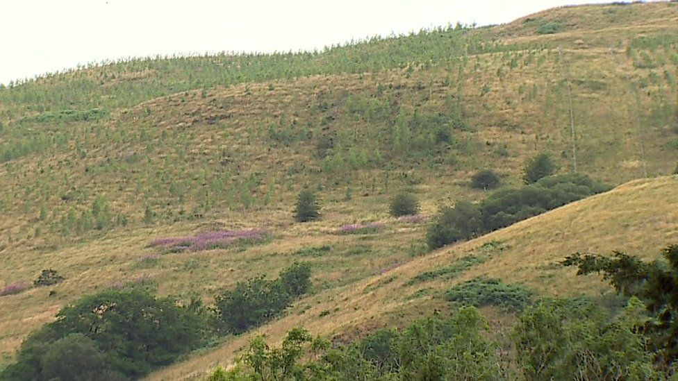 trees planted on hillsides in mid Wales