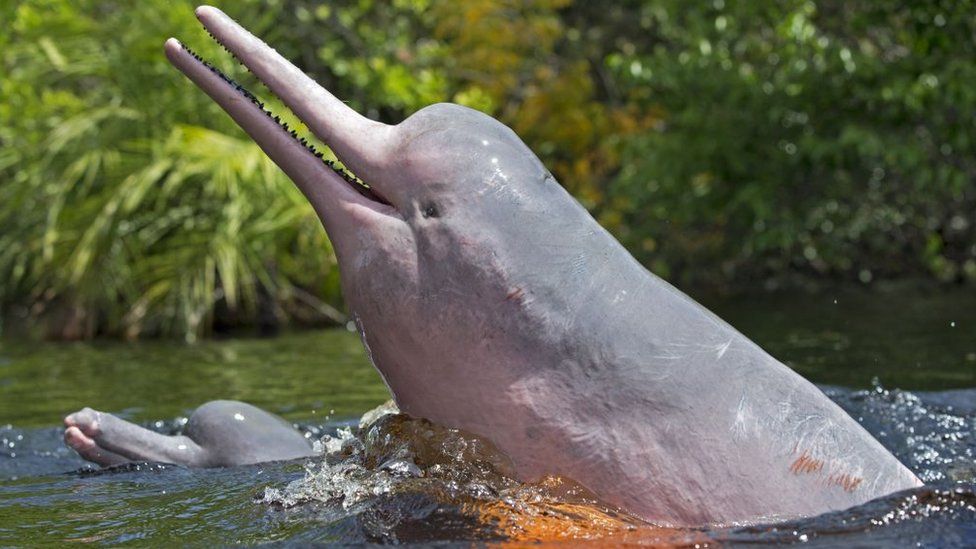 The Amazonian river dolphin