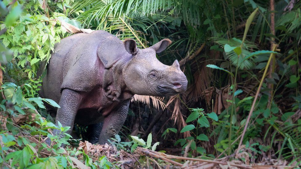 Javan rhinos Endangered species two new arrivals BBC Newsround