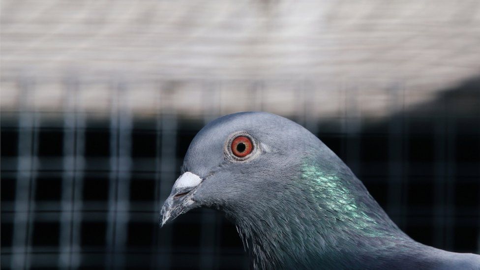 Australia To Kill Us Pigeon That Crossed Pacific Bbc News