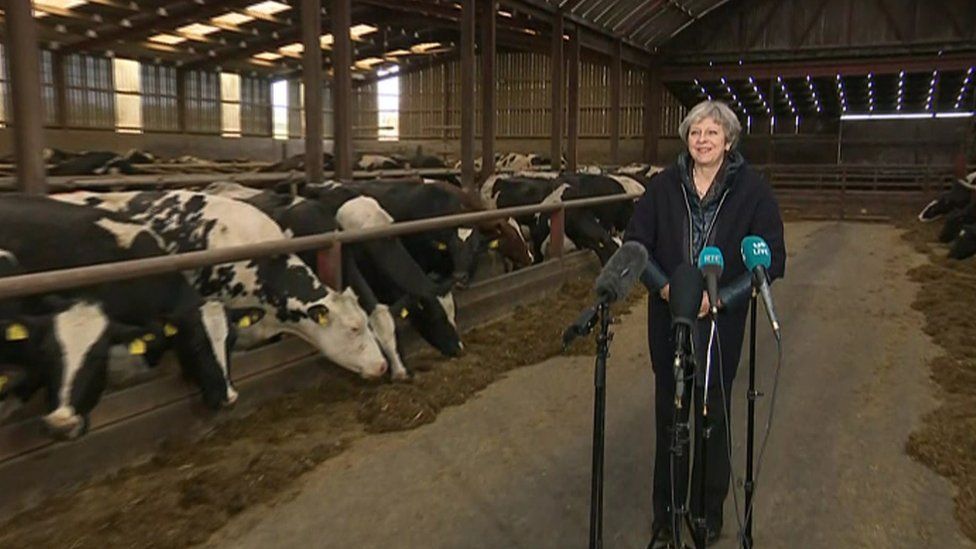 Prime Minister Theresa May in a cowshed in Bangor, County Down