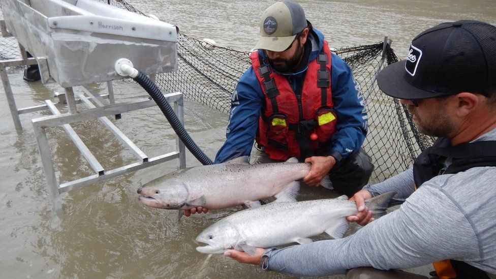 Teams inspect a Chinook Salmon