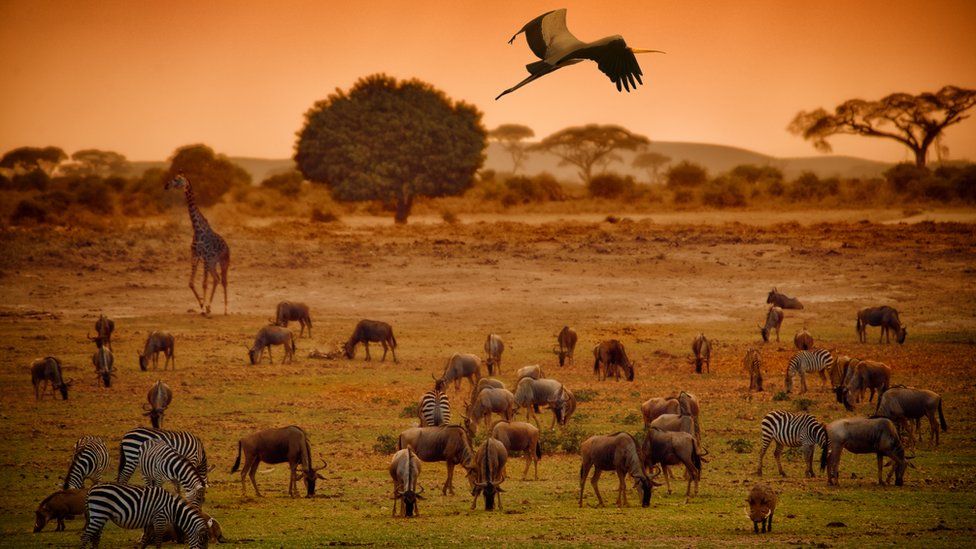 National park, Kenya