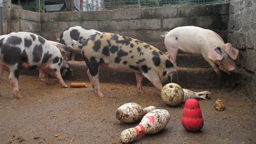 Pigs at Gorgie City Farm