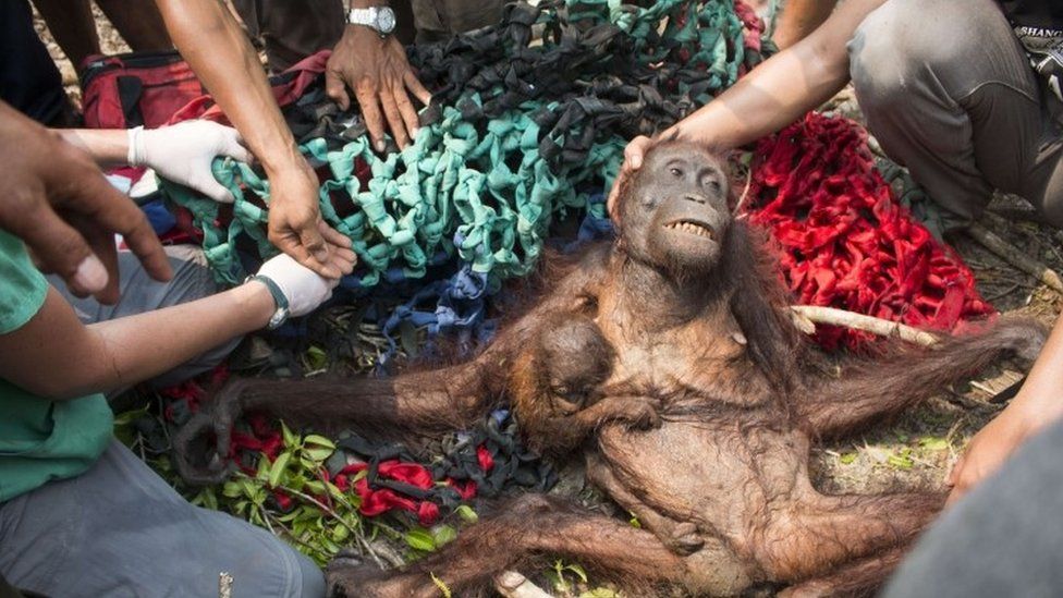 A baby orangutan, Anti (centre left), holds onto her malnourished mother while being rescued in the village of Kuala Satong in West Kalimantan province (14 October 2015)